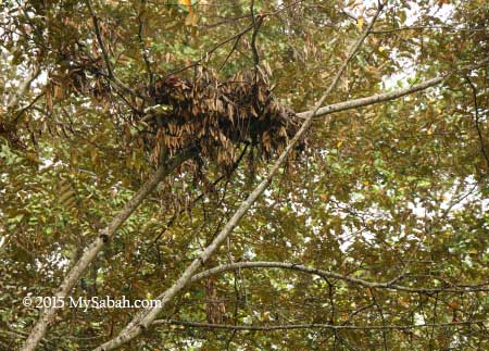 orangutan nest on the tree