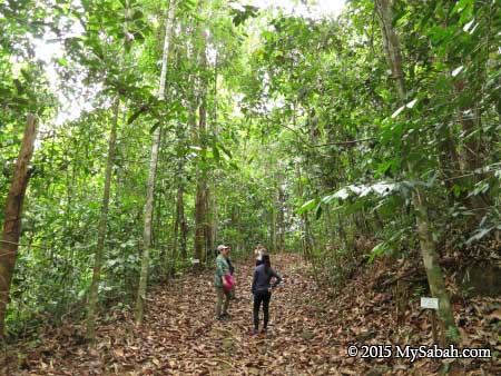 jungle trekking in Deramakot