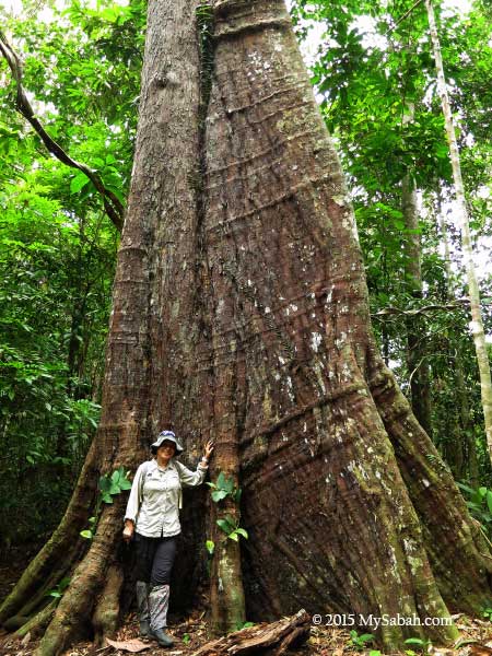 big tree in Deramakot forest