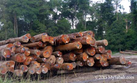 timber log for auction