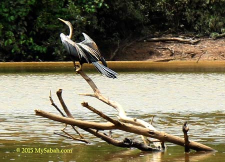 oreintal darter (snake bird)