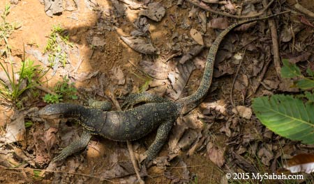 monitor lizard