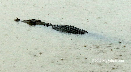 crocodile in oxbow lake