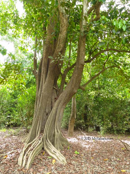 silungapid tree