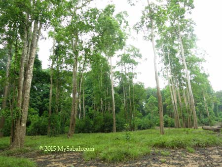 stand of tall trees at Tanjung Bulat Oxbow Lake