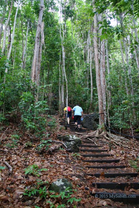 forest in Bohey Dulang