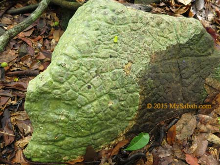 volcanic rock of Bohey Dulang