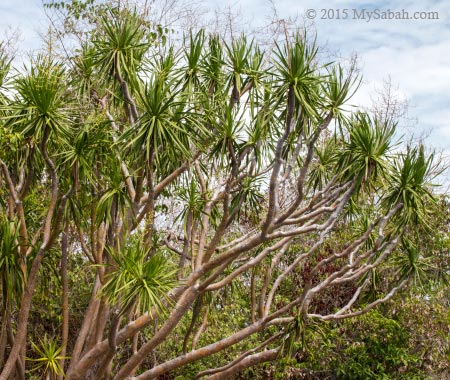 Dracaena multiflora of Bohey Dulang