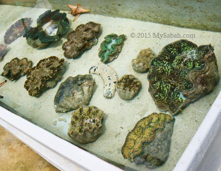 giant clam nursery