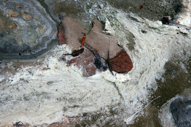 sulphurous-springs-img_7854.jpg