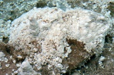 sulphurous-springs-img_7593