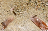 sulphurous-springs-img_7634