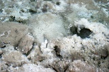 sulphurous-springs-img_7657