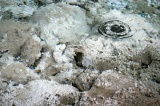 sulphurous-springs-img_7662