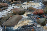 sulphurous-springs-img_7882