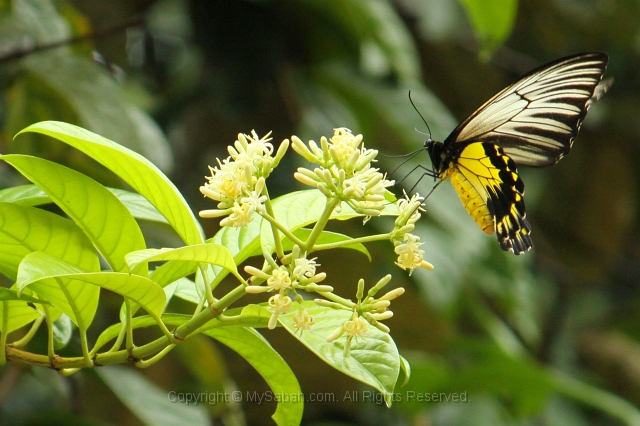 kinabatangan-img_0133.jpg