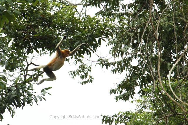 kinabatangan-img_0174.jpg