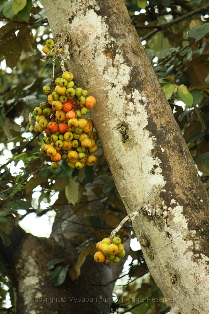 kinabatangan-img_0309.jpg