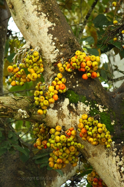 kinabatangan-img_0325.jpg