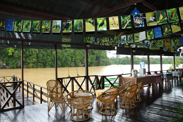 kinabatangan-img_9516.jpg