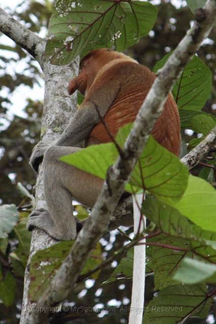 kinabatangan-img_9543.jpg