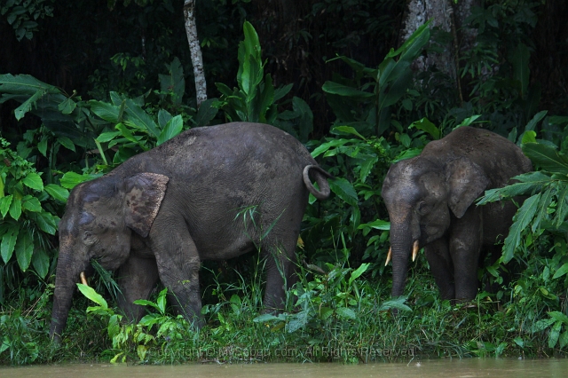kinabatangan-img_9616.jpg