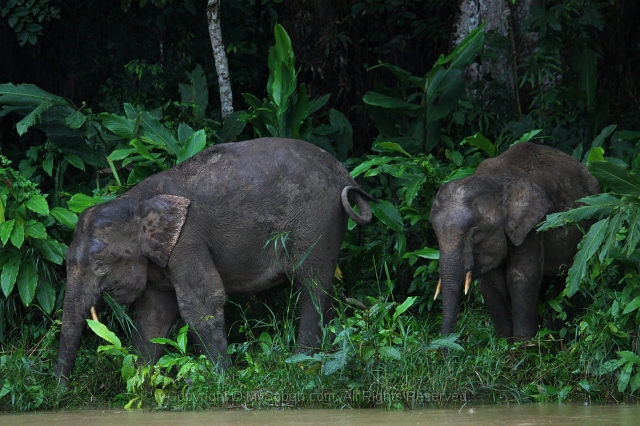 kinabatangan-img_9616.jpg