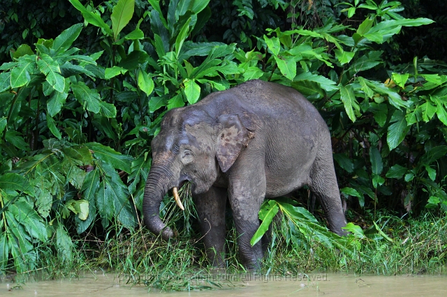 kinabatangan-img_9654.jpg