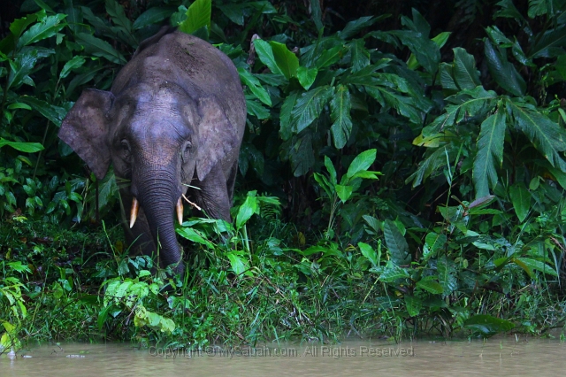 kinabatangan-img_9695.jpg