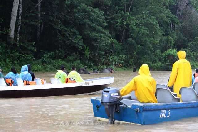 kinabatangan-img_9716.jpg