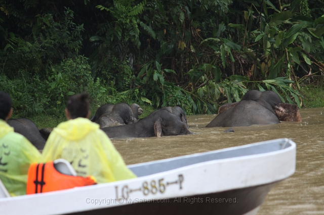 kinabatangan-img_9721.jpg