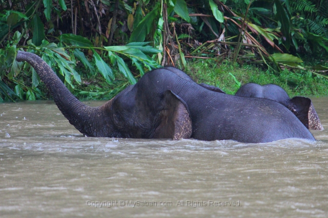 kinabatangan-img_9737.jpg