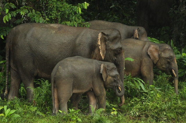 kinabatangan-img_9782.jpg