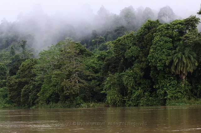 kinabatangan-img_9808.jpg