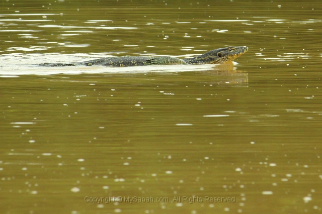 kinabatangan-img_9912.jpg