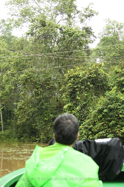 kinabatangan-img_9943.jpg