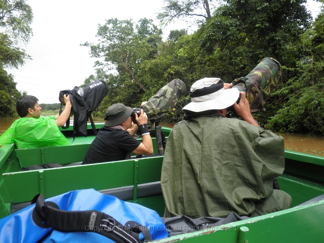 kinabatangan-p3230195.jpg