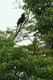 kinabatangan-img_0022