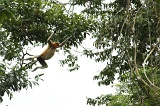 kinabatangan-img_0174