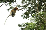 kinabatangan-img_0175