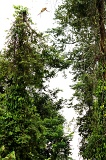 kinabatangan-img_0182