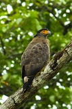 kinabatangan-img_0277