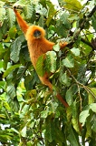 kinabatangan-img_0397