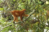 kinabatangan-img_0405