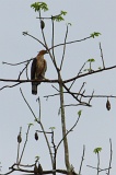 kinabatangan-img_9531