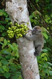 kinabatangan-img_9536