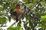 kinabatangan-img_9561