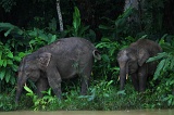 kinabatangan-img_9616