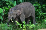 kinabatangan-img_9623