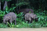 kinabatangan-img_9632